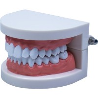 DİŞ MAKETİ MİNİ