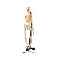 İSKELET MODELİ 46 CM