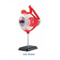 GÖZ MODELİ 14 CM
